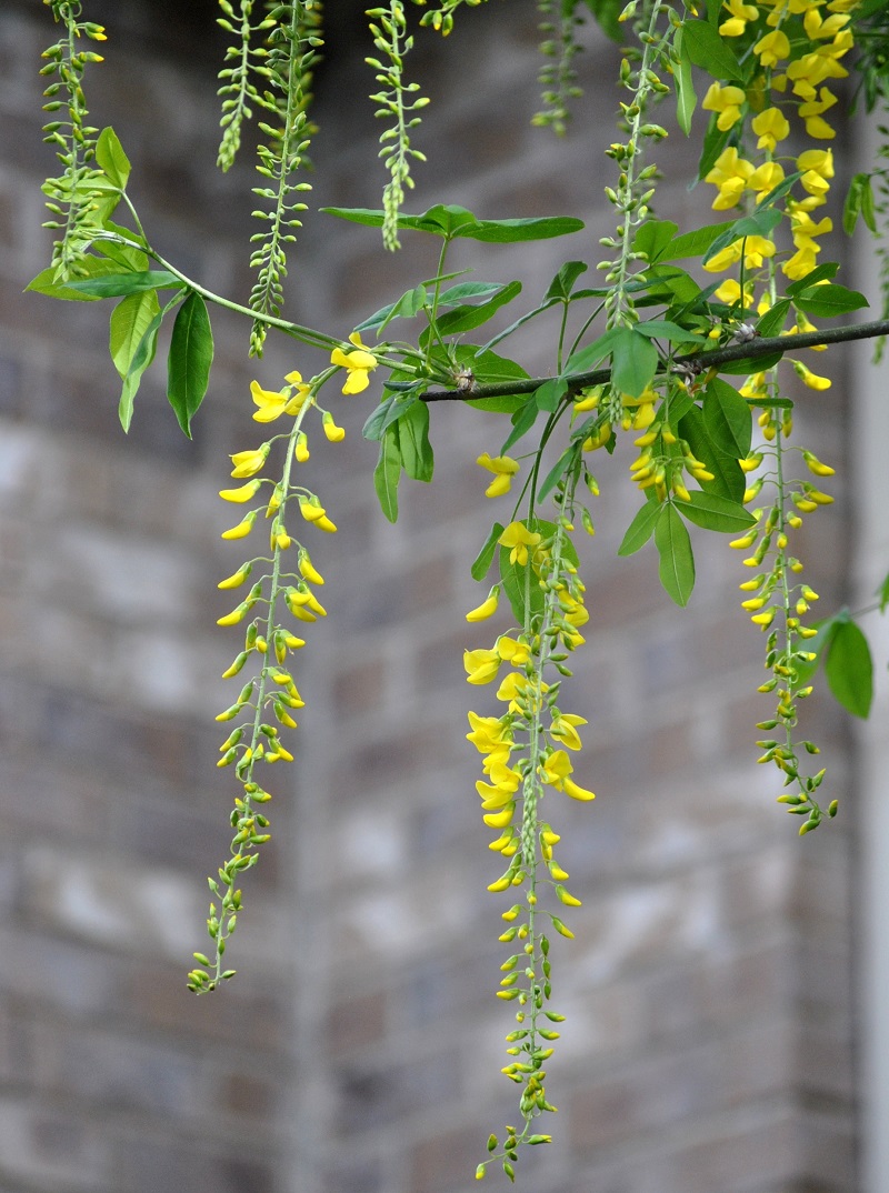 Cây chuỗi vàng,cay chuoi vang,cây kim tước,chuỗi vàng,Golden Chain,Golden Chain Flowers,Kingusari,Laburnum,họ đậu,Fabaceae
