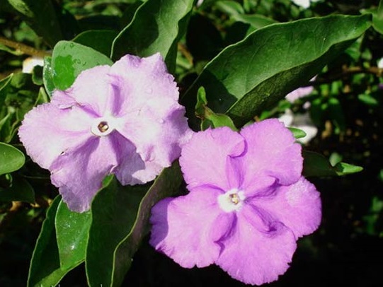 Hoa nhài Nhật,hoa Lài Nhật,nhài Nhật,lài Nhật,hoa nhài,hoa lài,lài hai màu,cà hoa xanh,Brunfeldsia hopeana Benth