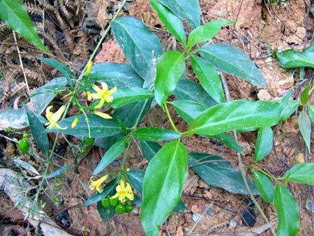Cây lá ngón,lá ngón,cây rút ruột,co ngón,hồ mạn trường,hồ mạn đằng,hoàng đằng,đoạn trường thảo,câu vẫn,Gelsemium elegans,họ mã tiền,Loganiaceae,họ hoàng đằng,Gelsemiaceae,cây leo,cây độc dược,cây thuốc,tác dụng của lá ngón,cách giải độc lá ngón