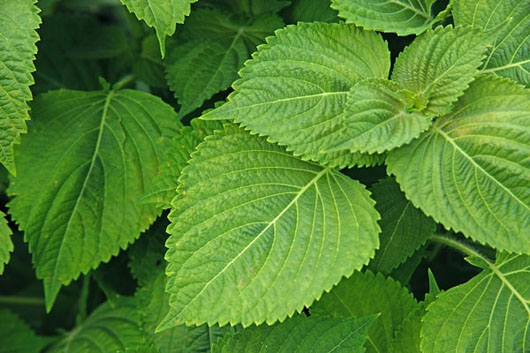 Tía tô,cây tía tô,tía tô cảnh,cây chữa bệnh,Perilla frutescens,Perilla macrostachya,Perilla ocymoides,Perilla urticifolia,Ocimum frutescens