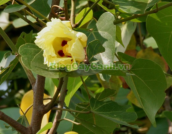 Cây Tra Lâm Vồ,cây tra lâm vồ, cây tra bồ đề, công dụng cây tra lâm vô,Thespesia populnea (L.) Soland, chi Thespesia, họ Malvaceae, họ Cẩm quỳ, bộ Malvales, Bộ Cẩm quỳ, bộ Bông,