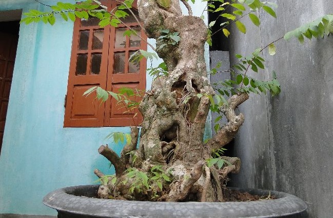 Thừng mực,cây thừng mực,cây lồng mức