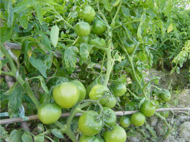 Cà chua,cây cà chua,họ bạch anh,tomato,Solanum lycopersicum,Lycopersicon lycopersicum (L.) H. Karst,Lycopersicon esculentum Mill,cây thực phẩm,cây ăn quả