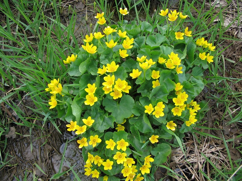 Vị kim đất ẩm,Caltha palustris,họ mao lương,họ hoàng liên,Ranunculaceae