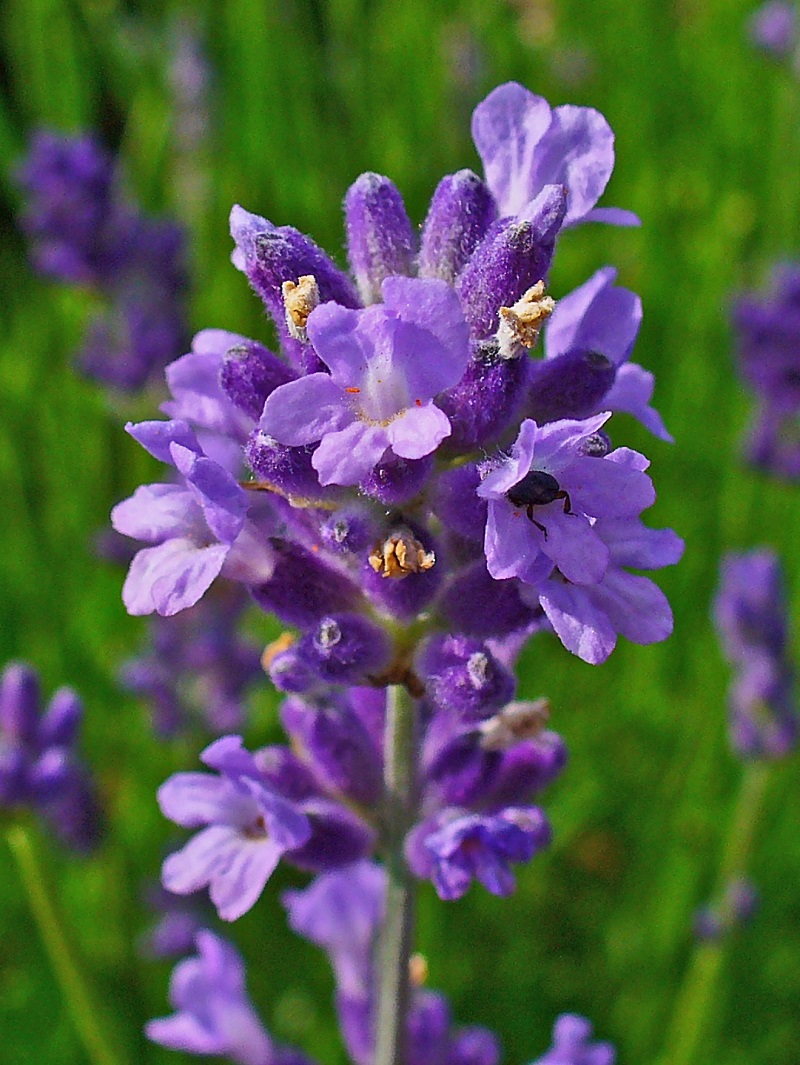 Hoa oải hương,Lavendula,Lavandula angustifolia,Lavender,common lavender,true lavender,narrow-leaved lavende,ý nghĩa hoa oải hương,họ Hoa môi,Lamiaceae