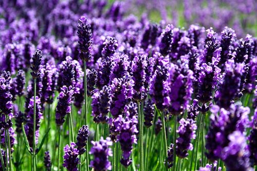 Hoa oải hương,Lavendula,Lavandula angustifolia,Lavender,common lavender,true lavender,narrow-leaved lavende,ý nghĩa hoa oải hương,họ Hoa môi,Lamiaceae