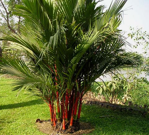 Cây cau đỏ