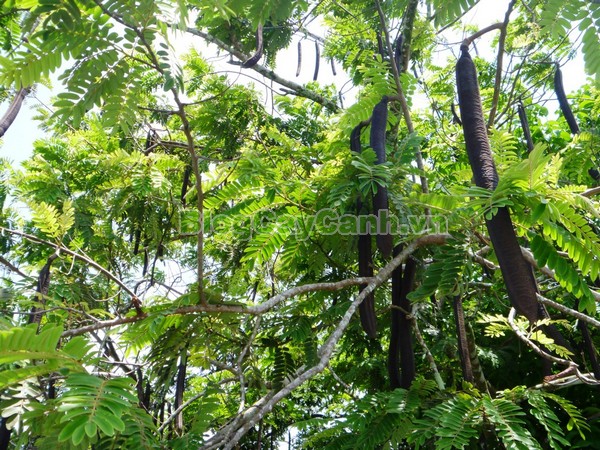 Cây Ô Môi,cây ô môi, hình ảnh cây ô môi, công dụng cây ô môi, cay o moi, cây ô môi chữa bệnh, cách trồng và chăm sóc cây ô môi,