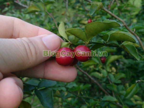 Cây Kim Quýt,Triphasia trifolata, cây kim quýt, hình ảnh cây kim quýt, cây kim quýt bonsai, cây bonsai, cay kim quyt bonsai, cây kim quýt đẹp, ý nghĩa cây kim quýt, cay kim quyt,