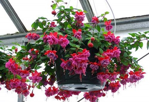 hoa đèn lồng,hoa lồng đèn,hồng hoa đăng,cây lồng đèn,Fuchsia magellanica,họ Anh thảo chiều,họ Nguyệt kiến thảo,họ Rau dừa nước,họ Rau mương,Onagraceae
