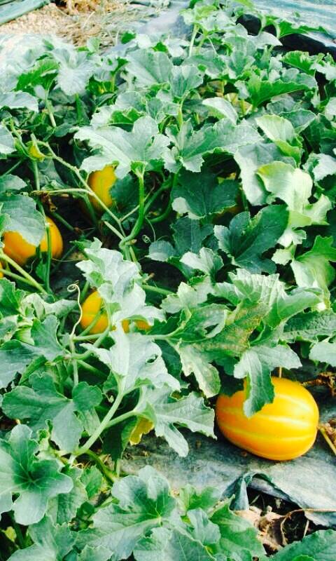 Dưa gang,dưa hoàng kim,cây ăn quả,cucumis sativus var. conomon,dưa chuột,dưa leo,họ bầu bí,cucurbitaceae