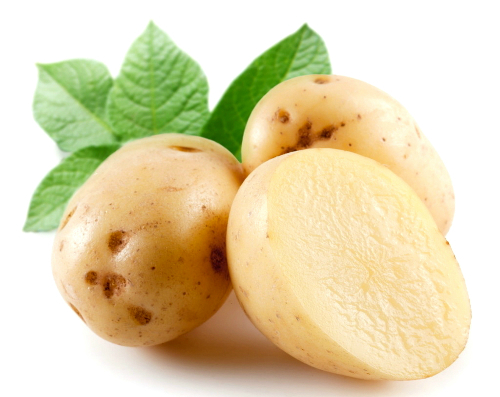 Khoai tây,củ khoai tây,hoa khoai tây,tác dụng của khoai tây,độc tính của khoai tây,trồng cây khoai tây,solanum tuberosum,potato,họ cà,solanaceae,cây lương thực,cây thực phẩm