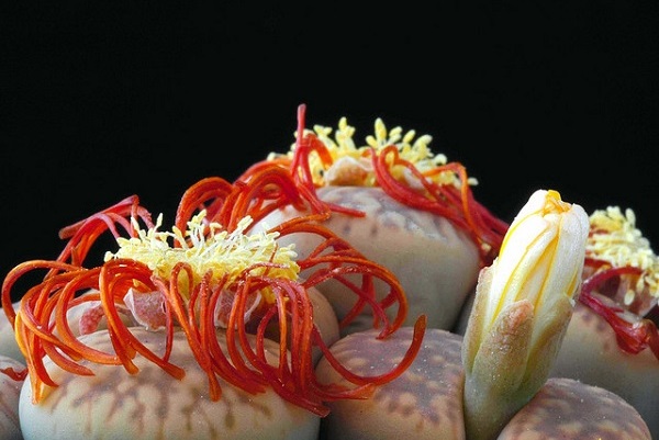 Hoa sỏi,cây hoa sỏi,Lithopturbuniformis,họ phiên hạnh,Aizoaceae,Ficoidaceae