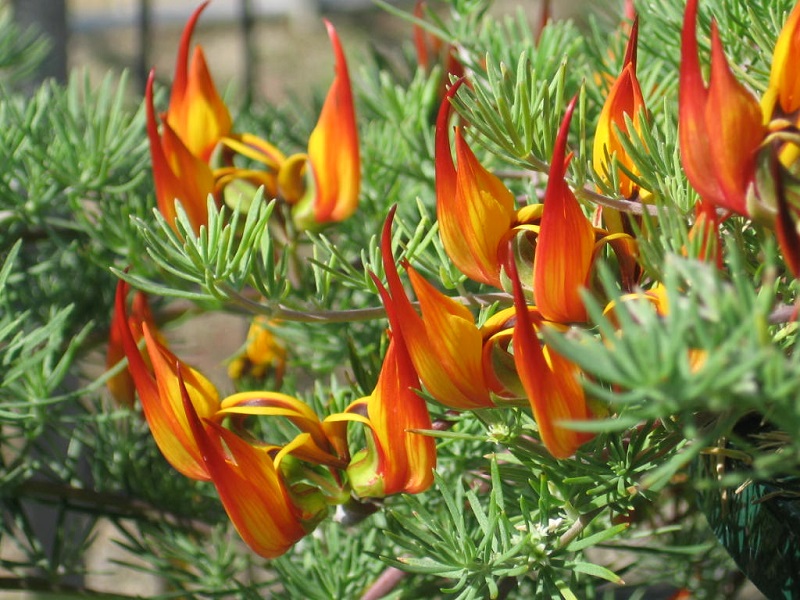 Hoa mỏ vẹt,mỏ vẹt,Lotus berthelotii,họ đậu,Fabaceae,hoa quý hiếm,hoa đẹp