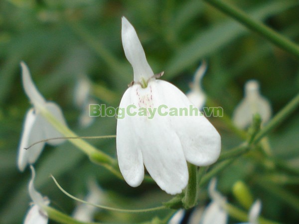 Cây kiến cò,cây kiến cò, cay kien co, Rhinacanthus nasutus (Linn.) Kurz, họ Acanthaceae, cay kien co, công dụng cây kiến cò, cây kiến cò chữa bệnh,