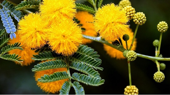 Hoa Mimosa