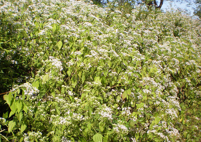 Bớp bớp,ba bớp,lốp bốp,cỏ Lào,yến bạch,cỏ hôi,cỏ Việt Minh,cỏ Nhật,cây cộng sản,cây phân xanh,Chromolaena odorata,họ Cúc,Asteraceae