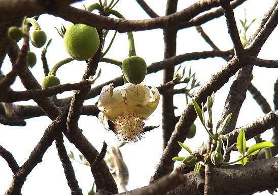 Bao báp,cây bao báp,họ gạo,boab,Bombacaceae,cây lớn nhất thế giới,bao báp châu Phi,Bao báp Madagasca,Bao báp Grandidier,Bao báp Perrier,Bao báp Suarez,Bao báp Za,Adansonia digitata,Adansonia grandidieri,Adansonia gregorii,Adansonia madagascariensis,Adansonia perrieri,Adansonia rubrostipa,Adansonia suarezensis,Adansonia za