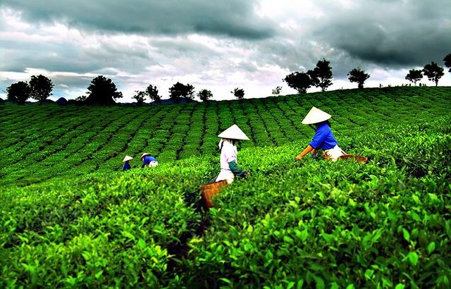 Cây trà,cây chè,Camellia sinensis,trà xanh,trà ô long,trà đen,chè Thái Nguyên,chè Phú Thọ,chè Hòa Bình,chè Tân Cương Thái Nguyên