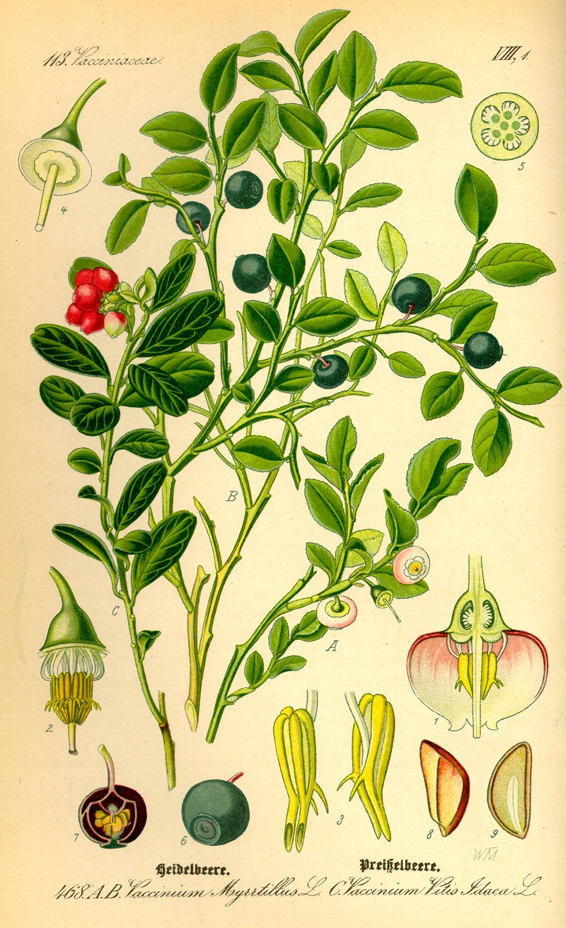 Việt quất đen,việt quất quả đen,việt quất,ỏng ảnh,cây ỏng ảnh,Vaccinium myrtillus,Common Bilberry,Bilberry,tác dụng của quả việt quất,việt quất làm thuốc,việt quất chữa bệnh