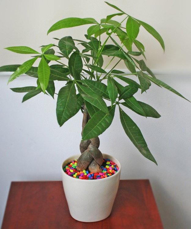 Kim ngân,cây kim ngân,cây bím tóc,Pachira aquatica,Money tree,cây may mắn,Malvaceae,cây phong thủy,cây nội thất,cây ngày Tết