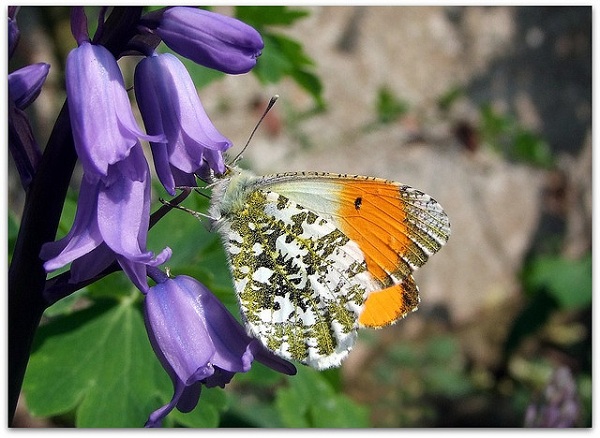 Hoa chuông xanh,hoa chuông,Bluebells,Hyacinthoides