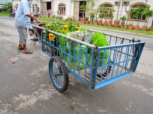 Cây xanh Đà Nẵng