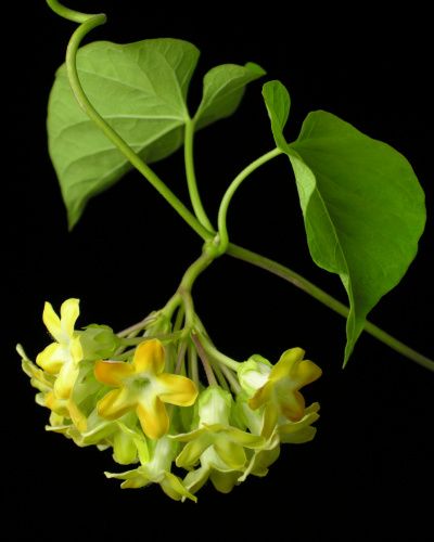 Hoa thiên lý,Telosma cordata,pakalana,Tonkin creeper,dạ lý hương,dạ lài hương