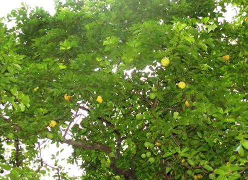 Cây Thị di sản Việt Nam ở Nghệ An