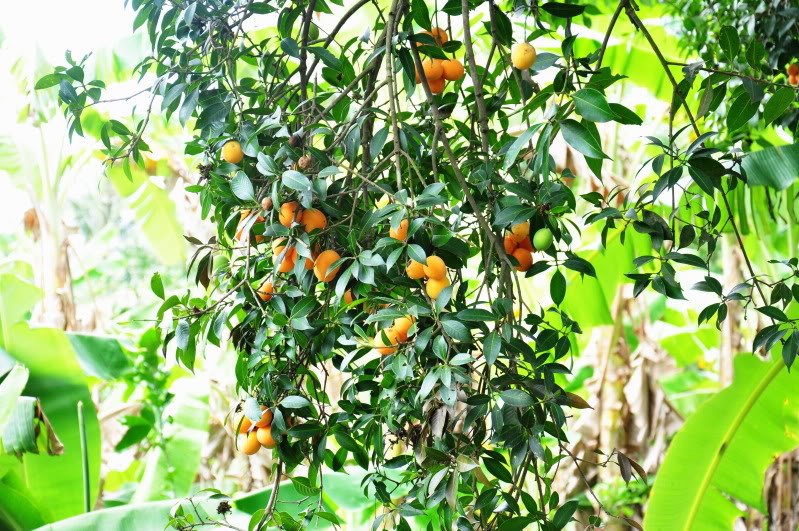 Thanh trà,cây thanh trà,thanh trà ghép,Bouea gandaria Blume,Bouea macrophylla Griff,Anacardiaceae,Sapindales,Marian plum,Gandaria,Marian mango,Plum mango,cây ăn quả