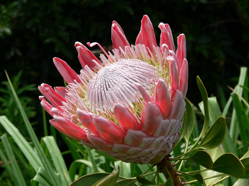 Hoa protea,king protea,quốc hoa Nam Phi,Honeypot,hoa bình mật,King Sugar Bush,Đường thảo Hoàng đế