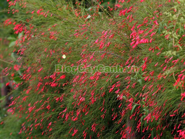 Cây Liễu Tường Hoa Đỏ,cây liễu tường hoa đỏ, họ Hoa mõm sói , Scrophulariaceae., hình ảnh cây liễu tường hoa đỏ, Russelia equisetifomis Schlecht. et Cham., cay lieu hoa do, cây hoa xác pháo, cây xác pháo,