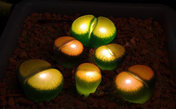 Hoa sỏi,cây hoa sỏi,Lithopturbuniformis,họ phiên hạnh,Aizoaceae,Ficoidaceae