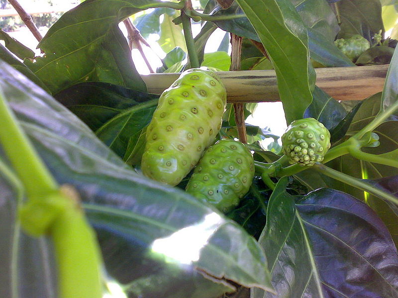 Cây nhàu,Morinda Citrifolia L.,họ Cà phê,Rubiaceae