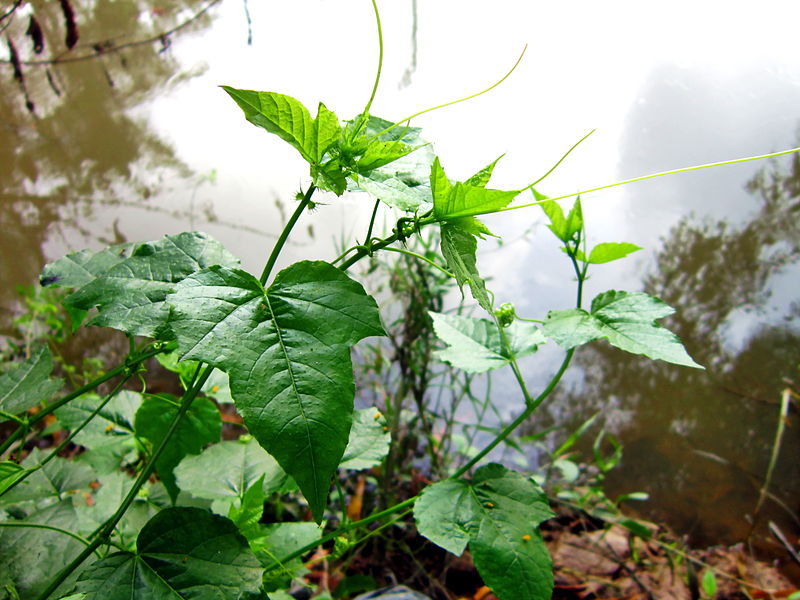Lạc tiên,cây lạc tiên,cây lạc,cây/dây nhãn lồng,dây chùm bao,Passiflora foetida,họ lạc tiên,cây dây leo,cây leo