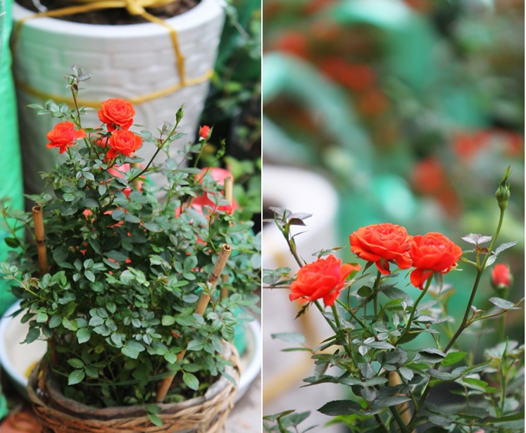 Hoa hồng quế,hoa hồng,rosa,rose,Rosaceae