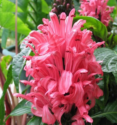 Hồng long ngọc,cây hồng long ngọc,hồng long nhả ngọc,cây long ngọc,cây gia cốp,cây ngọc long,Justicia carnea Nichols,họ Ô rô,Acanthaceae,cây bụi