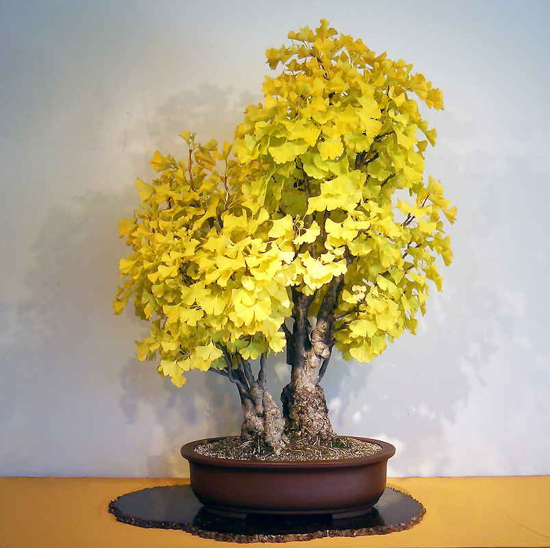 Cây bạch quả - ngân hạnh bonsai