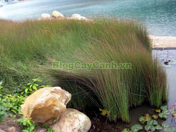 Cây Cỏ Bàng (Cây cói bàng),cỏ bàng, công dụng của cây cỏ bàng, cây cỏ bàng, cây bàng, cây cói bàng, Lepironia articulata, chi Lepironia, họ Cói,Cyperaceae,