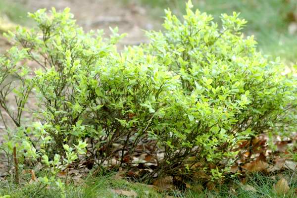 Việt quất đen,việt quất quả đen,việt quất,ỏng ảnh,cây ỏng ảnh,Vaccinium myrtillus,Common Bilberry,Bilberry,tác dụng của quả việt quất,việt quất làm thuốc,việt quất chữa bệnh