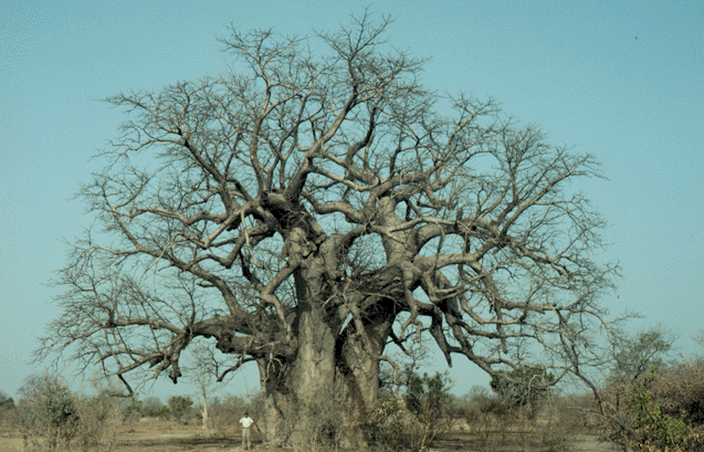 Bao báp,cây bao báp,họ gạo,boab,Bombacaceae,cây lớn nhất thế giới,bao báp châu Phi,Bao báp Madagasca,Bao báp Grandidier,Bao báp Perrier,Bao báp Suarez,Bao báp Za,Adansonia digitata,Adansonia grandidieri,Adansonia gregorii,Adansonia madagascariensis,Adansonia perrieri,Adansonia rubrostipa,Adansonia suarezensis,Adansonia za