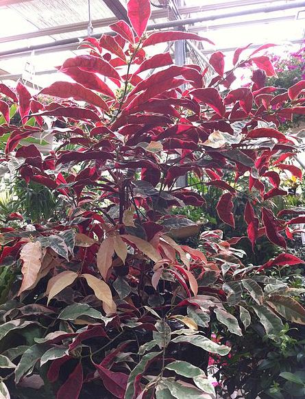 Cây đơn lá đỏ, đơn mặt trời