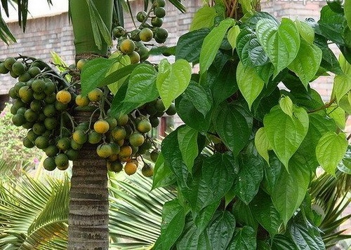 Trầu cau - cây cau - cây trầu