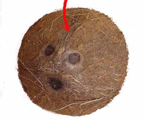 Quả dừa