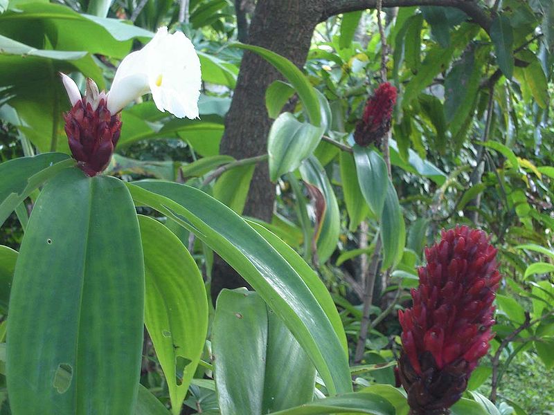 Mía dò,cát lồi, đọt đắng,đọt hoàng,tậu chó,củ chóc,sẹ vòng,sẹ vòng trổ,Costus speciosus