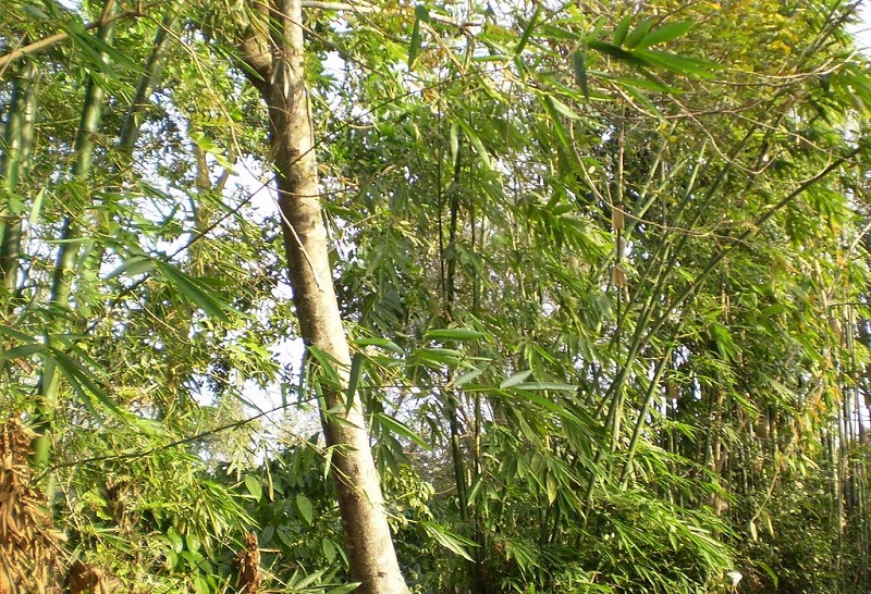 Cây tre,bộ Hòa thảo,phân họ Tre,tông Tre,Bambuseae,bamboo,cây phong thủy,cây ngoại thất,cây ngày Tết