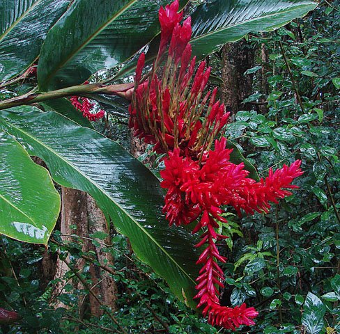 Riềng tía,riềng đỏ,sẹ đỏ,gừng cảnh,kim thất,hoa đuôi chồn đỏ,hoa hạnh phúc,Alpinia purpurata,họ gừng