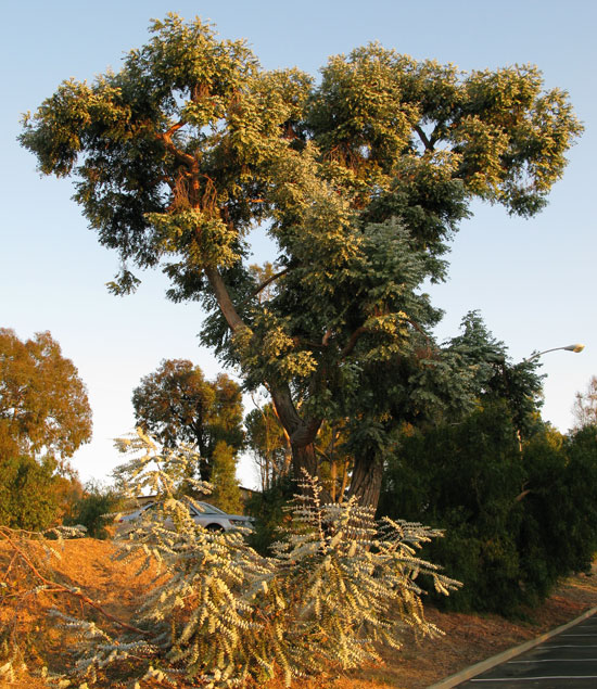 Cây tiền bạc,đô la bạc,Silver dollar,đồng đô bạc,đồng đô la bạc,Eucalyptus cinerea,silver dollar tree