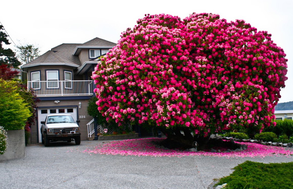 Đỗ quyên,cây đỗ quyên cổ thụ