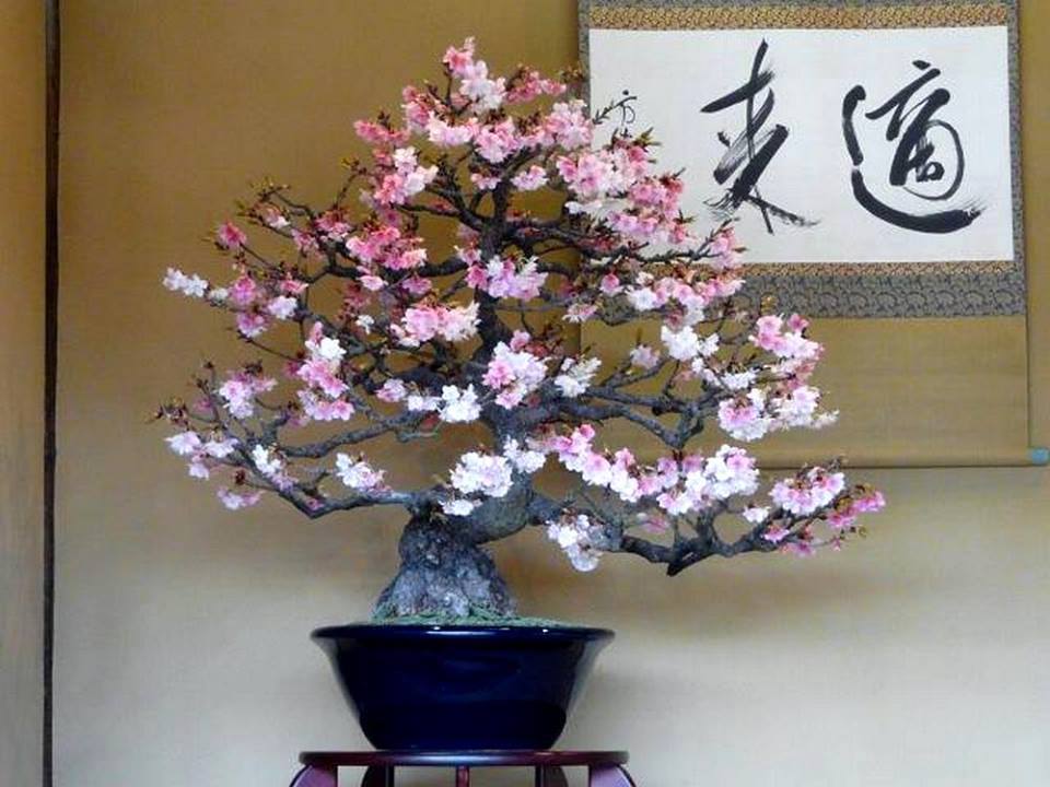 Cây cảnh bonsai đẹp
